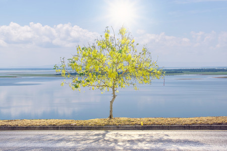 Beautiful cassia fistula tree(Golden shower) by the roadside with the river background.の写真素材