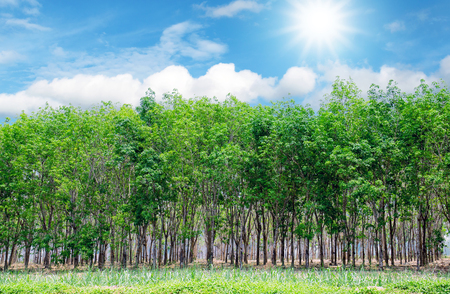 Beautiful green rubber plantations with colorful blue sky and sunlight.の写真素材