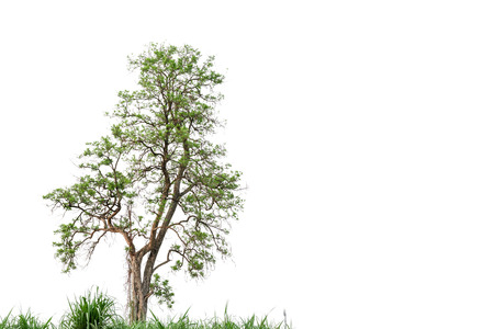 Green nature tree isolated on white background.の写真素材