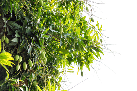 Group of law mangos on the mango tree.の写真素材