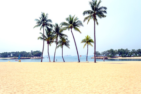 Group of coconut trees on a beautiful beach.の写真素材