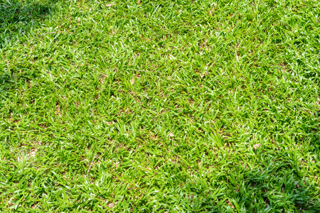 Fresh green comfortable lawn texture background.の写真素材