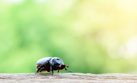 Scarab walking on wooden floors with green nature background.の写真素材