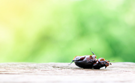 Scarab lying flat on wooden floors with green nature background.の写真素材