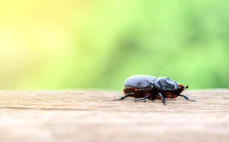 Scarab walking on wooden floors with green nature background.の写真素材