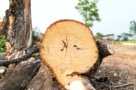 The tree was cut in pieces on the ground parched and barren.の写真素材