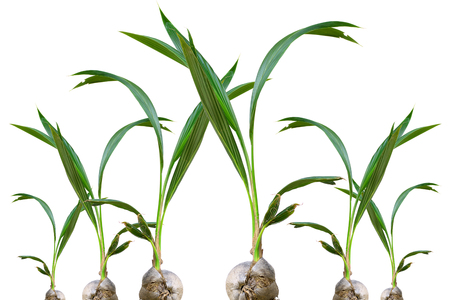 Groups of young coconut trees isolated on white background.の写真素材