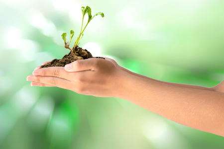 Closeup of two hands holding young plant on a beautiful color background.の写真素材