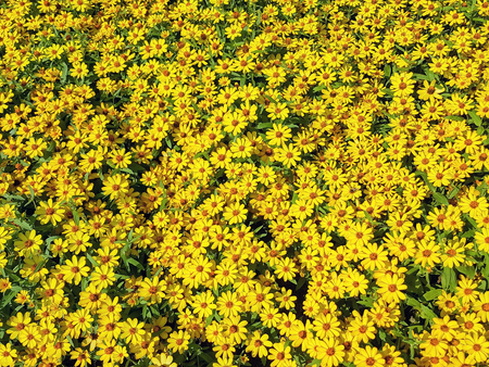 Closeup group of yellow flowers with green leaves in the park.の写真素材