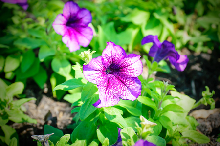 Closeup of purple flowers blooming beautifully surge.の写真素材