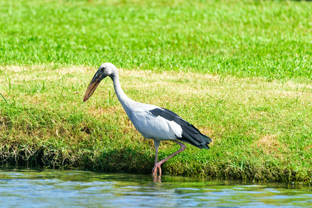 Heron fishing for food along the river banks.の写真素材
