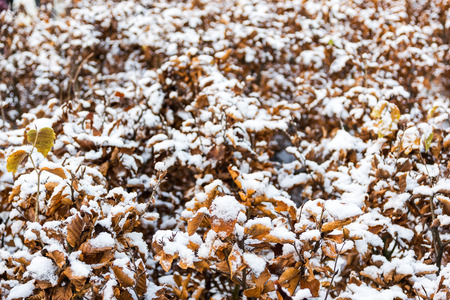Snow cover on the leaves brown and dry due to the cold weather in the winter in the city of Lucerne, Switzerland.の写真素材
