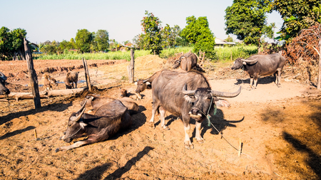 Federation of Thailand buffalo herd in the stalls.の写真素材