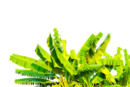 Closeup group of banana leafs isolated on white background.の写真素材