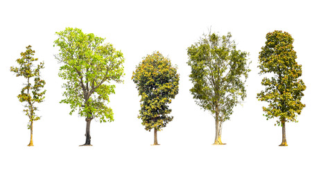 Collection of trees isolated on white background with clipping path.の写真素材