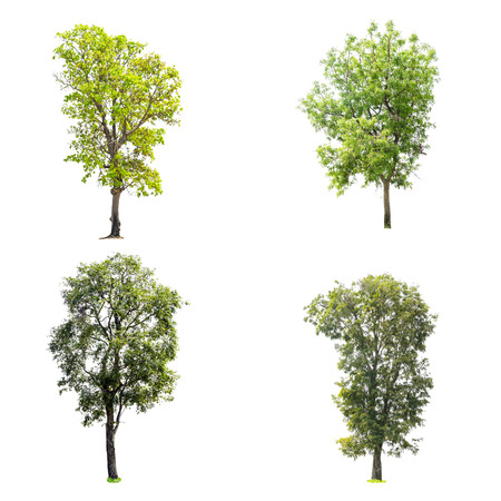 Collection of trees isolated on white background with clipping path.の写真素材