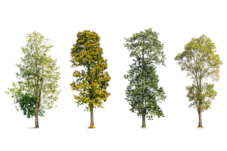 Collection of trees isolated on white background with clipping path.の写真素材