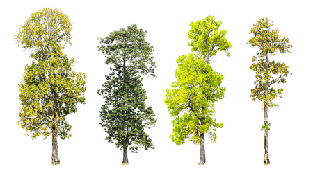 Collection of trees isolated on white background with clipping path.の写真素材