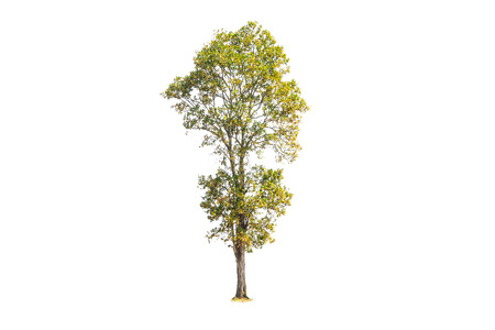 Tree isolated on white background with clipping path.の写真素材