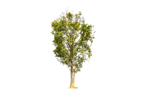 Tree isolated on white background with clipping path.の写真素材