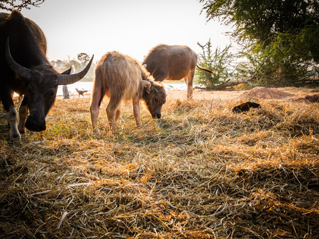 Federation of Thailand buffalo herd in the stalls.の写真素材