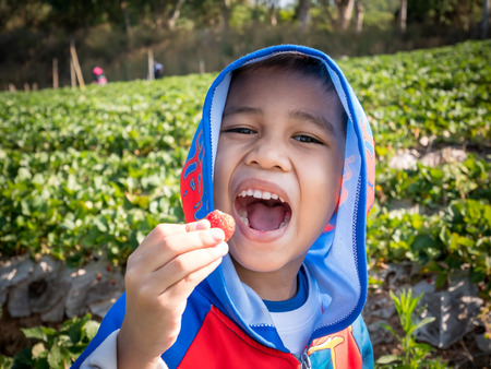 Asian boy were picking fresh strawberries to eat in the gardenの写真素材