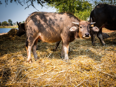 Federation of Thailand buffalo herd in the stalls.の写真素材