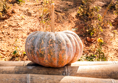 Closeup a big pumpkin on the bamboo flooring.の写真素材