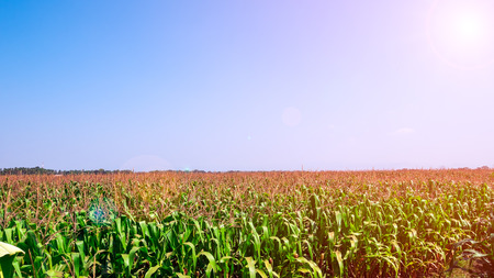 Corn field and the blue sky with colorful sunlight.の写真素材