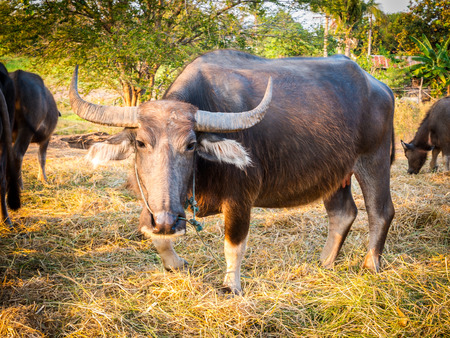 Federation of Thailand buffalo herd in the stalls.の写真素材