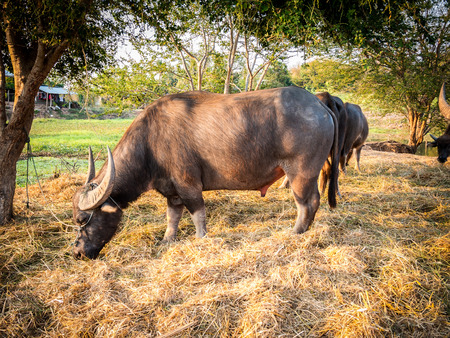Federation of Thailand buffalo herd in the stalls.