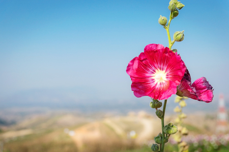 Beautiful pink hibiscus flower in the garden.の写真素材