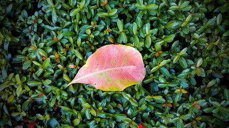 Abstract background texture of group of leafs.の写真素材