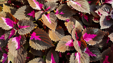 Abstract background texture of group of leafs.の写真素材