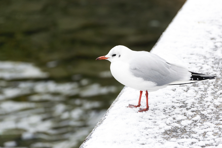 Seagull stands on a snow-covered area along the Lucerne River in the winter in the city of Lucerne, Switzerland.の写真素材