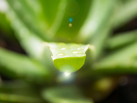 Close up of drops of rain on aloe vera, It is a plant that has many benefits in medicine and beauty to be extracted into cosmetics as well as food or drink.の写真素材