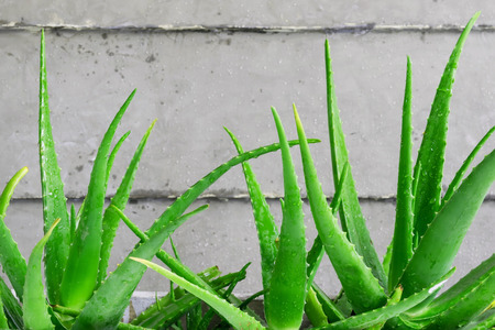 Closeup green leaves of aloe vera, It is a plant that has many benefits in medicine and beauty to be extracted into cosmetics as well as food or drink.の写真素材