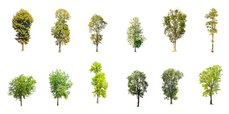 Collection of trees isolated on white background.の写真素材