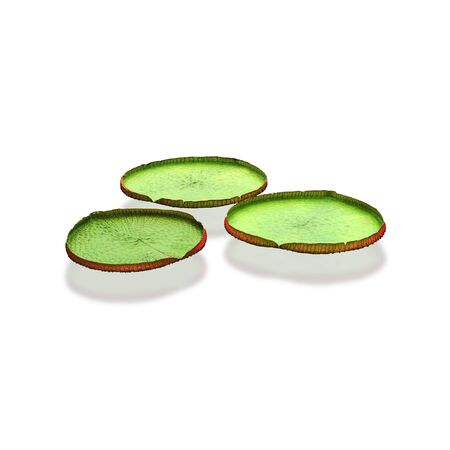 Group of large lotus leafs isolated on white background with  .の写真素材