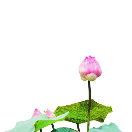 Lotus that is not yet bloomed with green leaves isolated on white background with  .の写真素材