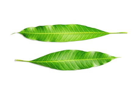 Closeup texture leafs of mango tree isolated on white background, with  .の写真素材