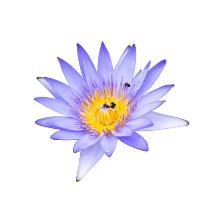 Purple lotus flowers that are blooming in full, showing beautiful stamens isolated on white background, with  .の写真素材