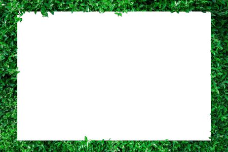 A blank sheet of white paper with copy space on a leaf background  for inserting text or pictures.の写真素材