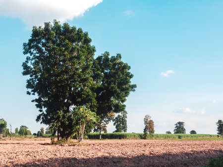Closeup green big tree on the farm with a blue sky.の写真素材