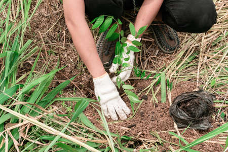 Close-up of a woman's hand wearing white cloth gloves, planting trees in the forest, concept for environmental conservation.の写真素材