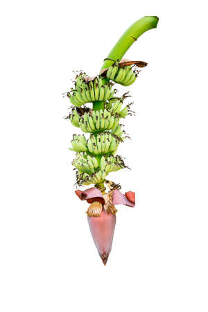 Close up a banana head or flower of a banana tree isolated on white background.の写真素材