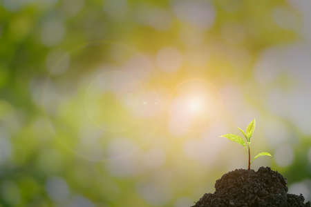 Close-up of a sapling of a tree emerging from a mound with beautiful sunlight.