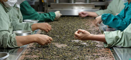 Cropped shot of workers select the best tea leaves in tea processing.の写真素材