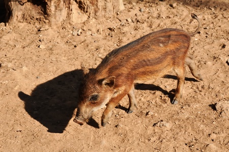 Young wild boar is walking  in the zoo at Chiangmai Thailand の写真素材