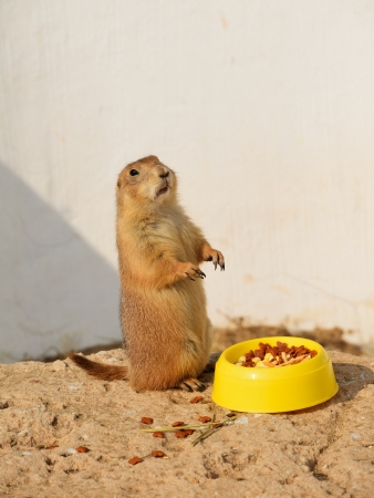  Prairie dog standing with plastic cup 